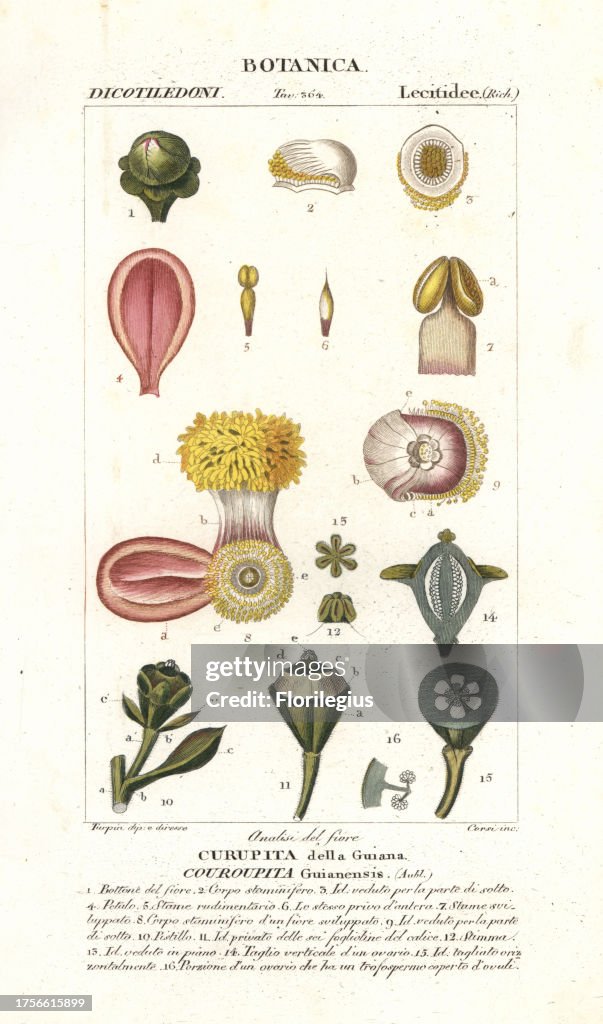 Cannonball flower from Jussieu's 'Dictionary of Natural Science,' 1837