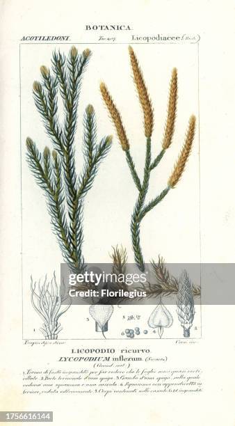 Wolf's-foot clubmoss, Lycopodium clavatum var. Borbonicum, native to Africa. Handcoloured copperplate stipple engraving from Jussieu's 'Dictionary of...