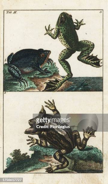 Creole frog, Leptodactylus ocellatus 3a, American toad, Bufo americanus 3b, and Surinam horned frog, Ceratophrys cornuta 4. Handcolored copperplate...