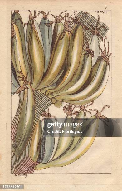 Banana fruit on tree, Musa paradisiaca. Handcolored copperplate engraving of a botanical illustration by J. Schaly from G. T. Wilhelm's...