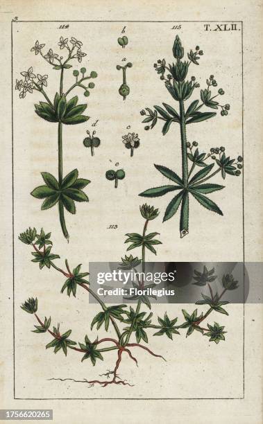 Field madder, Scherardia arvensis 113, sweet woodruff, Asperula odorata 114 and cleavers, Galium aparine 115. Handcolored copperplate engraving of a...