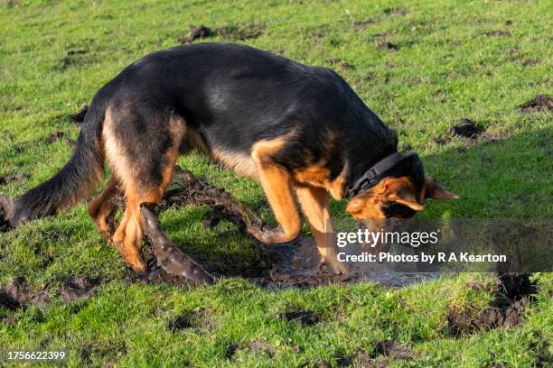 young german shepherd dog digging in a muddy puddle - german shepherd playing stock pictures, royalty-free photos & images