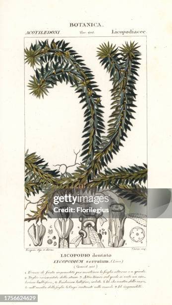 Firmoss or clubmoss, Huperzia serrata, native to Asia. Handcoloured copperplate stipple engraving from Jussieu's 'Dictionary of Natural Science,'...