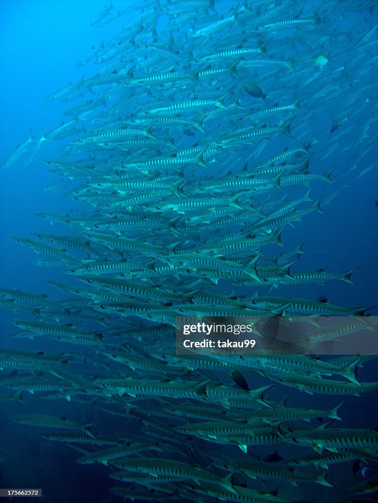 Barracuda Tornado