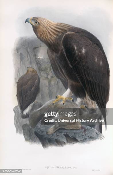 Golden Eagle. Aquila chrysaetos. After a work by English ornitholgist and bird artist John Gould, 1804 From his book The Birds of Great Britain,...
