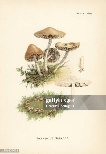 Scotch bonnet or fairy ring mushroom, Marasmius oreades. Chromolithograph after a botanical illustration by William Hamilton Gibson from his book Our...
