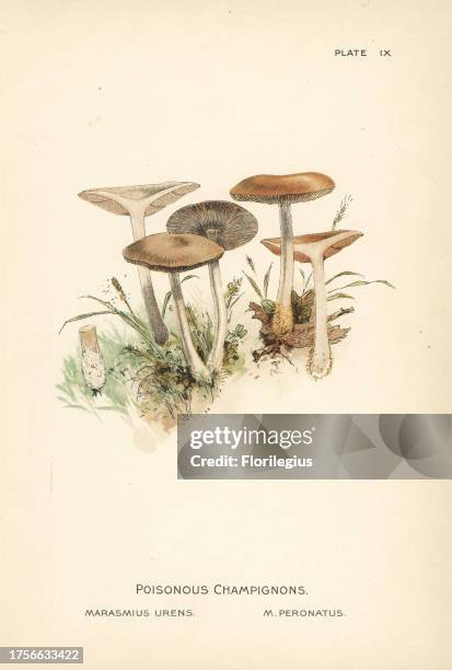 Poisonous champignon or wood woollyfoot, Gymnopus peronatus . Chromolithograph after a botanical illustration by William Hamilton Gibson from his...