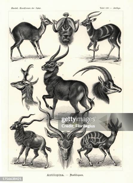 Four-horned antelope, Tetracerus quadricornis 1, black wildebeest, Connochaetes gnou 2, sitatunga, Tragelaphus spekii 3, pronghorn, Antilocapra...