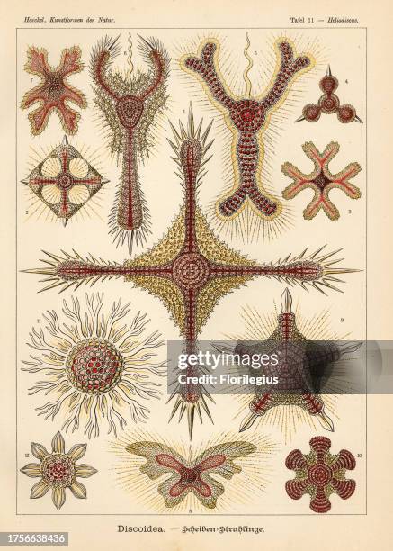 Discoidea Radiolaria species: Histiastrum boseanum, Stephanastrum quadratum, Dicranastrum furcatum, Dictyastrum trispinosum, Amphirhopalum virchowii,...