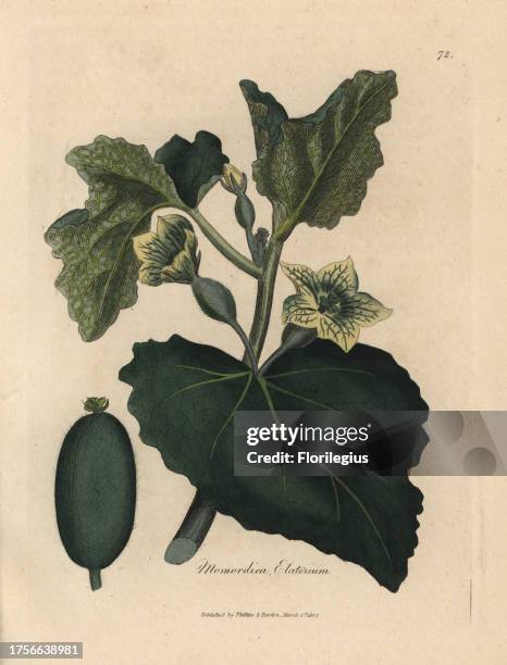 Yellow flower, leaves and fruit of the squirting cucumber, Momordica elaterium. Handcolored copperplate engraving from a botanical illustration by...