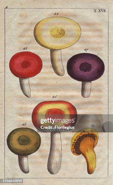 Yellow, purple, scarlet and orange varieties of Agaricus argenteus and Agaricus cantharellus. Handcolored copperplate engraving of a botanical...