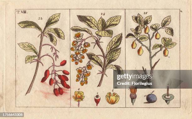 Barberry and bilberry, Berberis vulgaris, Vaccinium myrtillus. Handcolored copperplate engraving of a botanical illustration by J. Schaly from G. T....