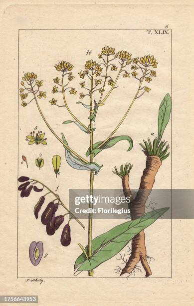 Yellow woad flower, seeds and root, Isatis tinctoria. Handcolored copperplate engraving of a botanical illustration by J. Schaly from G. T. Wilhelm's...