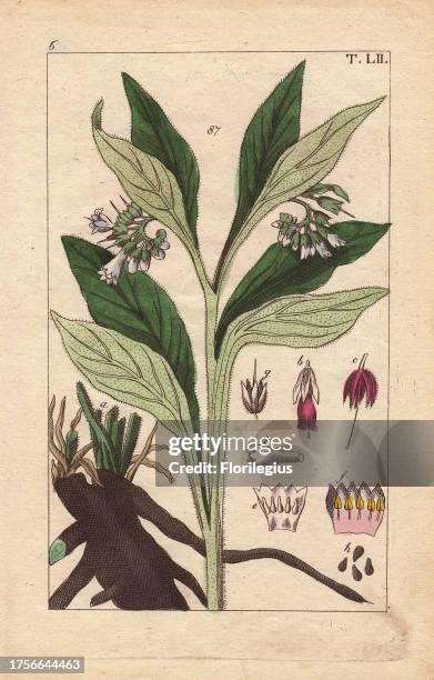 Black salsify with white flowers, leaves and black root, Scorzonera hispanica. Handcolored copperplate engraving of a botanical illustration by J....