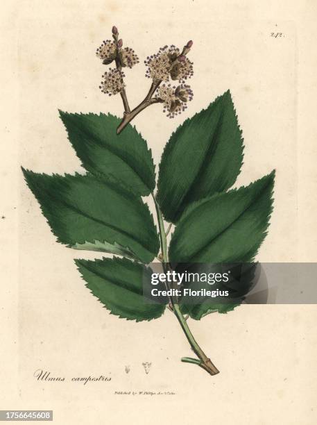 Leaves and flowers of the common elm tree, Ulmus campestris. Handcolored copperplate engraving from a botanical illustration by James Sowerby from...