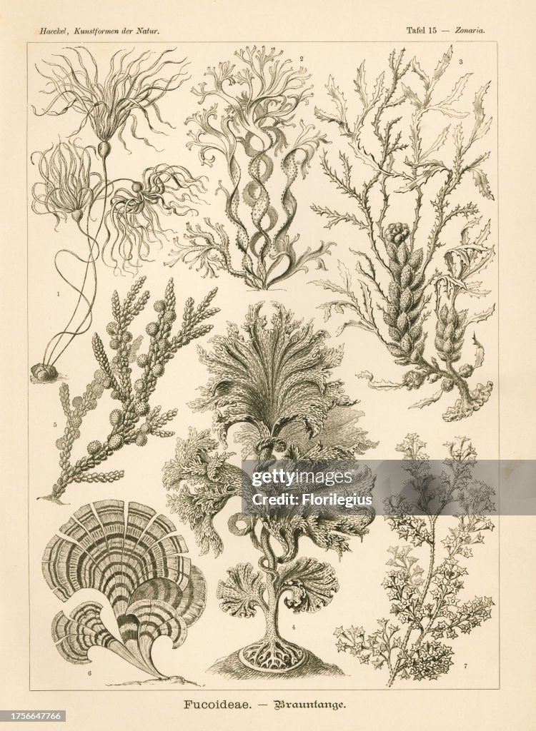 Fucoideae seaweeds: bullwhip kelp, Nereocystis luetkeana 1, Cutleria multifida 2, Cystoseira spinosa 3, Agarum clathrus 4, Scaberia agardhii 5, peacock's tail, Padina pavonica 6, and Turbinaria gracilis 7. Chromolithograph by Adolf Glitsch from an illustr