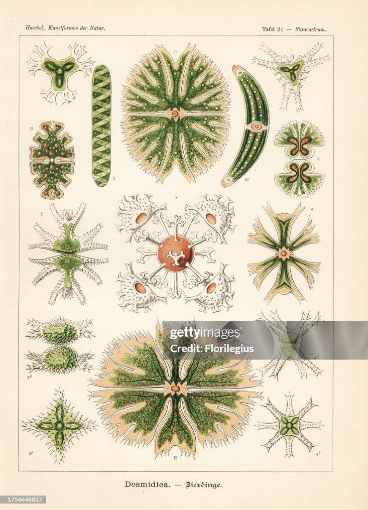 Desmidiaceae algae species: Staurastrum furcatum 1,5, Staurastrum vestitum 2, Staurastrum aculeatum 3, Staurastrum paradoxum 4, Micrasterias denticulata 6, Micrasterias trigemina 7, Micrasterias melitensis 8, Spirotaenia condensata 9, Closterium costatum