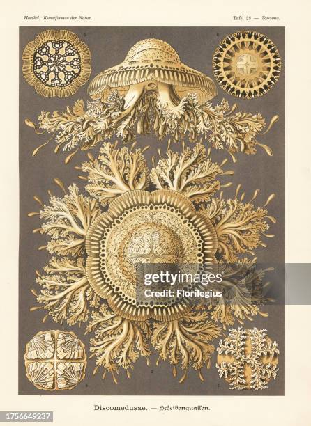 Discomedusae jellyfish: Toreuma bellagemma 1-4, Toreuma thamnostoma 5, and upside-down jellyfish, Cassiopea andromeda 6. Chromolithograph by Adolf...