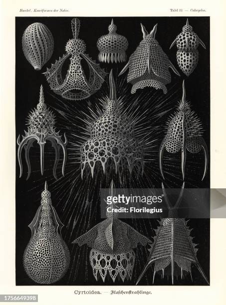 Cyrtoidea or radiolaria protozoa skeletons: Artostrobiidae species 1, Clathrocanium reginae 2, Pterocorythidae species 3, Lipmanella bombus 4,...