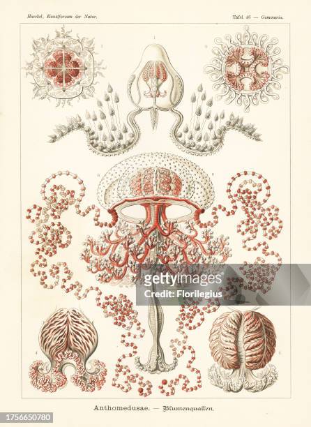 Anthomedusae plantonic medusa: Zanclea gemmosa, Koellikerina fasciculata, Neoturris pileata, Larsonia pterophylla, and Sarsiella dinema....