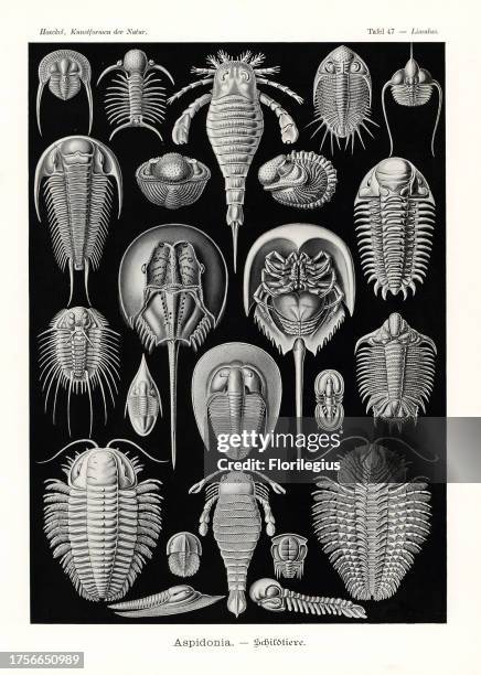 Horseshoe crab, Tachypleus gigas 1-3, extinct sea scorpion, Eurypterus tetragonophthalmus 4, extinct sea scorpion, Pterygotus anglicus 5, and extinct...
