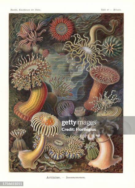 Actiniae or sea anenomes: Cereus pedunculatus, Mesacmaea stellata, Aiptasia mutabilis, Choriactis impatiens, Anthopleura thallia, Actinostella...