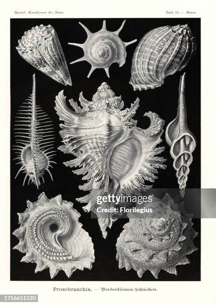 Star Turban Shell triumphant star turban, Guildfordia triumphans 1, imperial cone ...