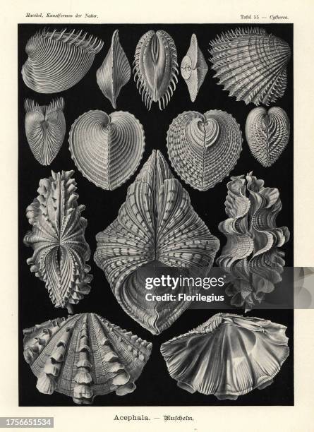 Venus clam, Hysteroconcha dione 1-3, spiny cockle, Acanthocardia aculeata 4 heart cockle, Corculum cardissa 6-9, fluted giant clam, Tridacna squamosa...