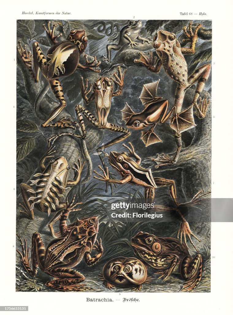 Batrachia frogs and toads: pouch frog, Gastrotheca ovifera (endangered), Mediterranean tree frog, Hyla meridionalis, Canelos treefrog, Ecnomiohyla tuberculosa, Guenther's marsupial frog, Gastrotheca guentheri, flying frog or harlequin tree frog, Rhacophor