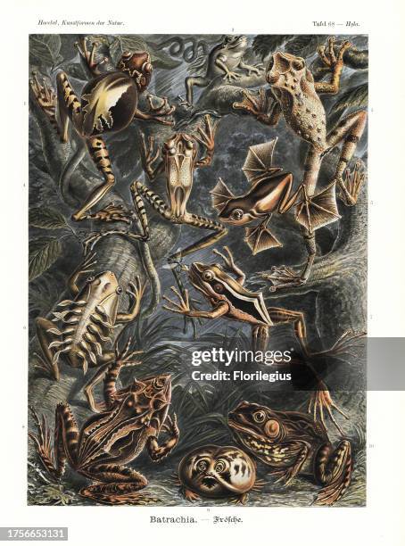 Batrachia frogs and toads: pouch frog, Gastrotheca ovifera , Mediterranean tree frog, Hyla meridionalis, Canelos treefrog, Ecnomiohyla tuberculosa,...