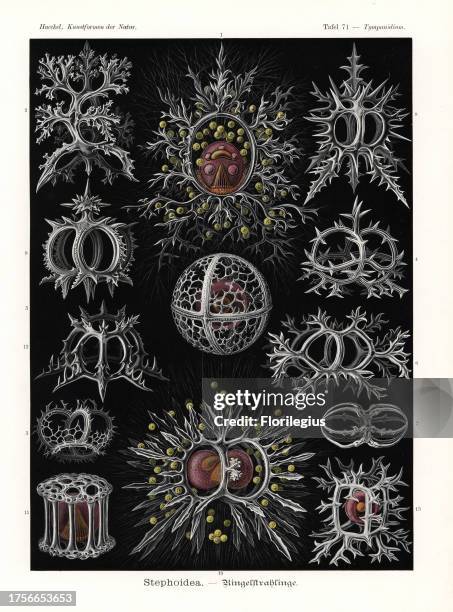 Stephoidea radiolaria or radiozoa: Lithocircus species, Tholospyris procera skeleton, Acanthodesmia species skeleton, Tristephanium dimensivum...