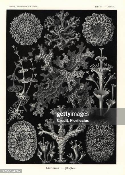 Coral lichen, Cladia retipora 1, cup lichen, Cladonia perfoliata 2, Cladonia cervicornis ssp. Verticillata 3, Cladonia squamosa 4, Cladonia fimbriata...