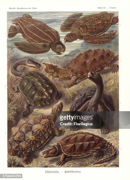 Leatherback turtle, Dermochelys coriacea, hawksbill turtle, Eretmochelys imbricata , Argentine snake-necked turtle, Hydromedusa tectifera, Mata mata,...