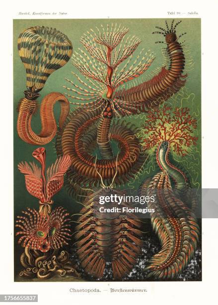 Hydroides Hydroides Photos and Premium High Res Pictures - Getty Images