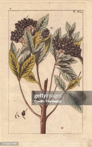 Allspice, pimento or Jamaica pepper, Myrtus pimenta, Pimenta dioica. Handcolored copperplate engraving of a botanical illustration by J. Schaly from...
