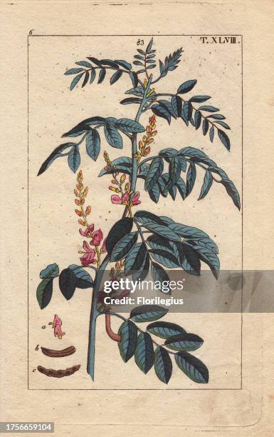 Pink-flowered true indigo plant, Indigofera tinctoria. Handcolored copperplate engraving of a botanical illustration by J. Schaly from G. T....