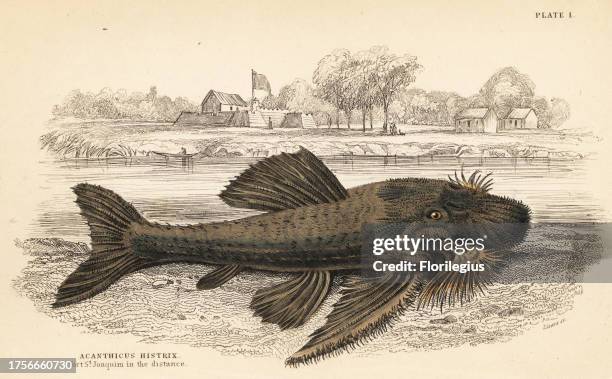 Armored catfish species, Acanthicus hystrix. Porcupine acanthicus, Acanthicus histrix. Fort St. Joaquin in the distance. Handcoloured steel engraving...