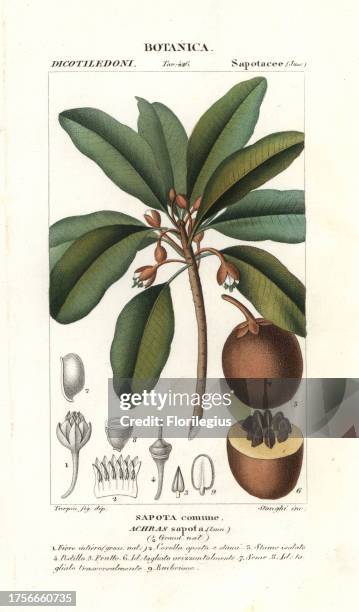 Sapodilla tree, Manilkara zapota, native to Mexico and Central America. Handcoloured copperplate stipple engraving from Jussieu's 'Dictionary of...