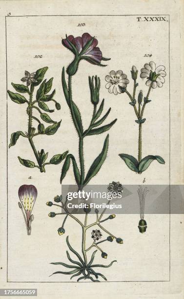 Chickweed, Stellaria media 102, corncockle, Agrostemma githago 103, field chickweed, Cerastium arvense 104, and corn spurry, Spergula arvensis 105....