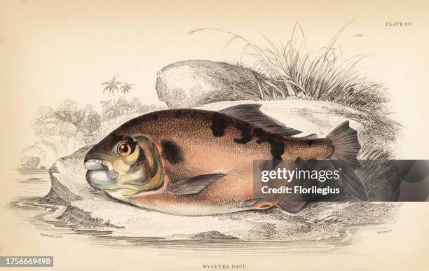 Pacu or pacupeba, Myleus pacu . Handcoloured steel engraving by W.H. Lizars after an illustration by James Stewart from Robert Schomburgk's Fishes of...
