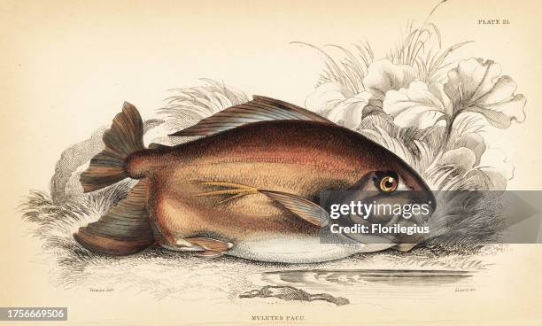 Pacu or pacupeba, Myleus pacu . Handcoloured steel engraving by W.H. Lizars after an illustration by James Stewart from Robert Schomburgk's Fishes of...