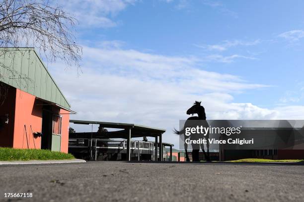 Super Cool who is trained by Mark Kavanagh parades for the media at todays announcement of 2013 Spring Carnival nominations at Flemington Racecourse...