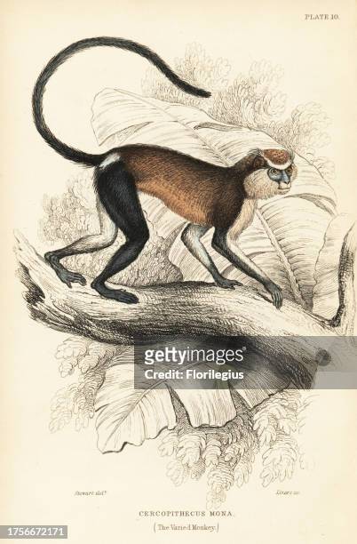 Mona monkey or mona guenon, Cercopithecus mona. Handcoloured steel engraving by W.H. Lizars after an illustration by James Stewart from Sir William...
