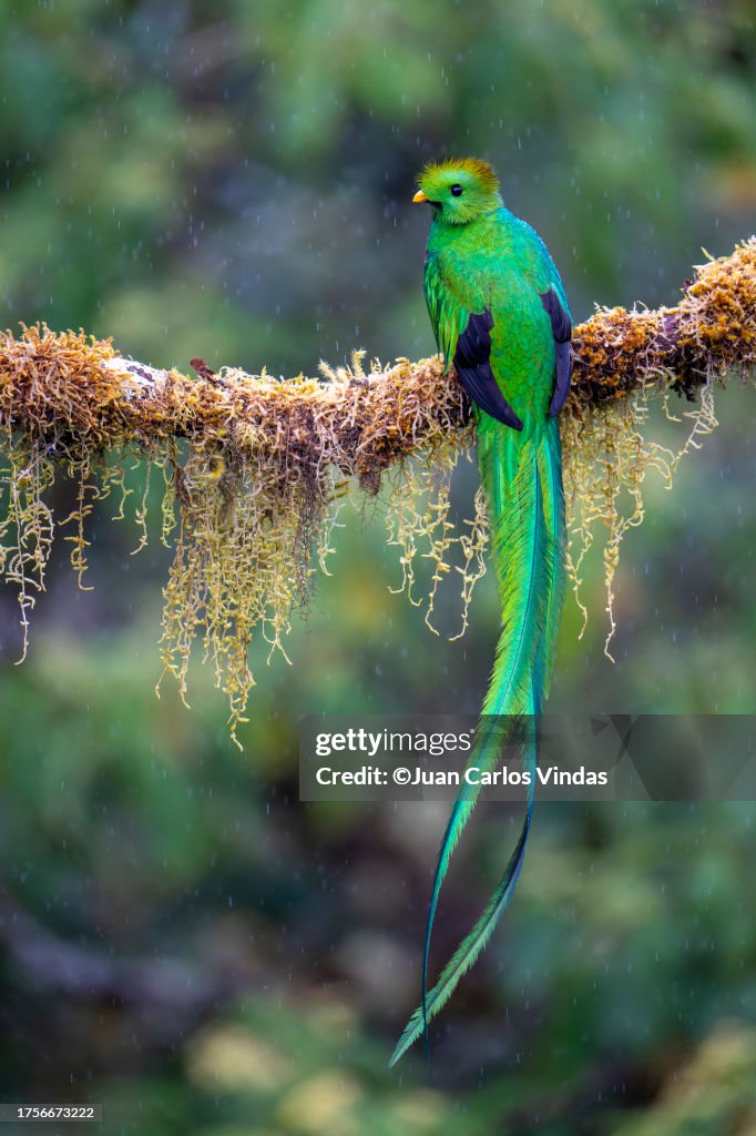 Resplendent Quetzal (Pharomachrus mocinno) male