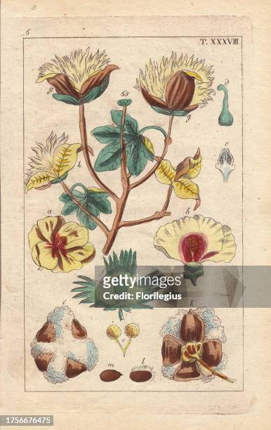 Cotton plant, with yellow flowers, cotton bolls, Gossipium herbaceum. Handcolored copperplate engraving of a botanical illustration by J. Schaly from...