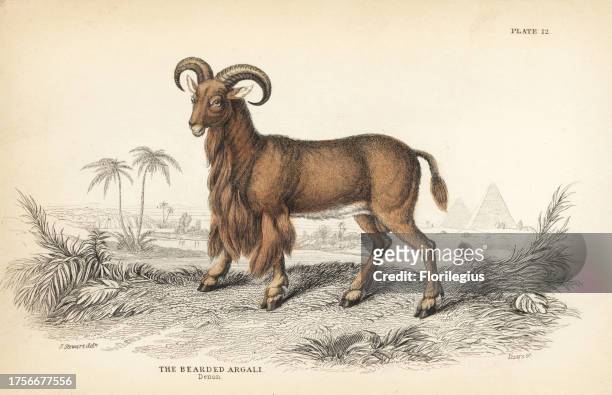 Barbary sheep or aoudad, Ammotragus lervia. Vulnerable. Handcoloured steel engraving by Lizars after an illustration by James Stewart from William...