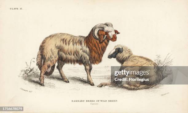 Barbary breed of wild sheep, Ammotragus lervia. Vulnerable. Handcoloured steel engraving by Lizars after an illustration by James Stewart from...