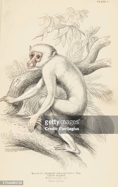 Albino juvenile Moor macaque, Macaca maura . Handcoloured steel engraving by Lizars after an illustration by Col. Charles Hamilton Smith from William...