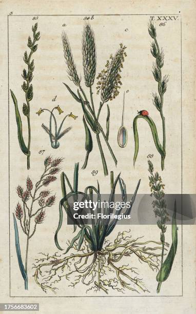 Slender foxtail, Alopecurus myosuroides 84, perennial ryegrass, Lolium perenne 85, darnel, Lolium temulentum 86, rye brome, Bromus secalinus 87, and...
