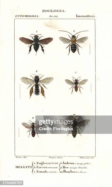 Orchid bee Euglossa dentata 5, antenna bee Eucera antennata 6, cuckoo bee Nomada miniata 7, ashy mining bee Andrena cineraria 8, Hylaeus bee 9, and...